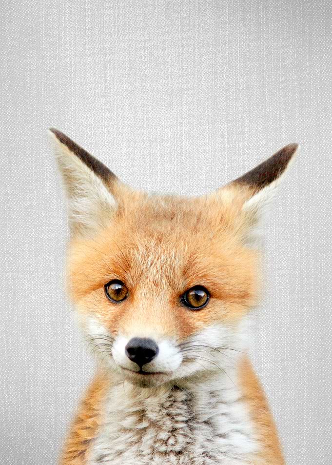 Baby Fox Colorful