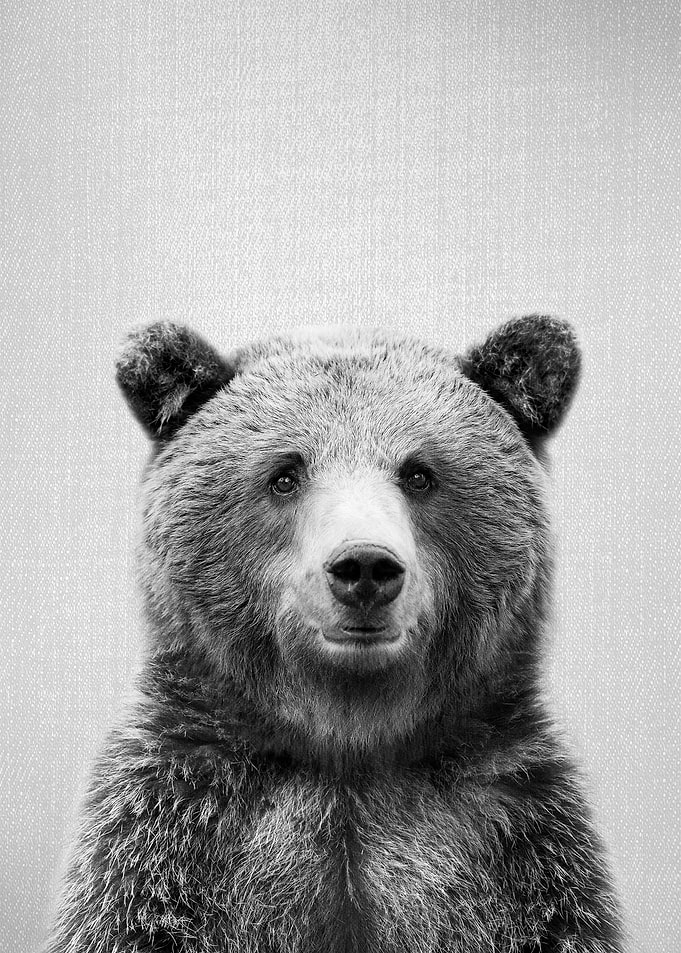Grizzly Bear BW