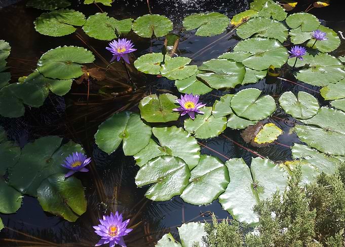 Aquatic flowers