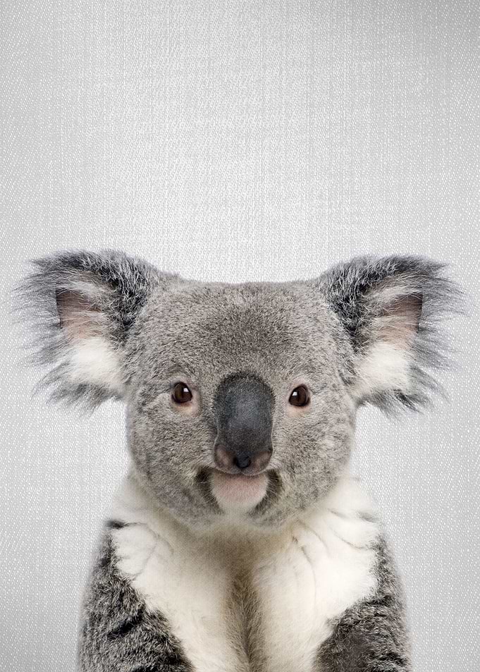 Koala Colorful