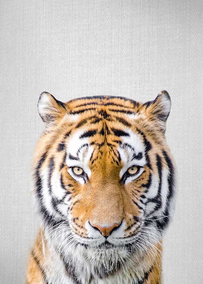 Tiger Colorful
