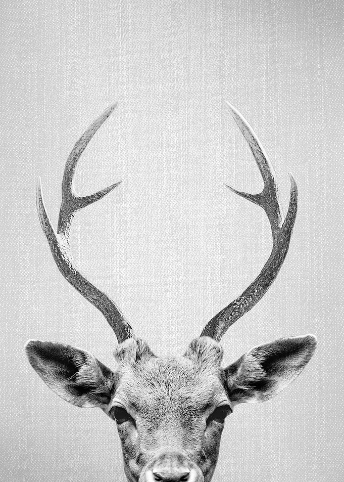 Deer BW