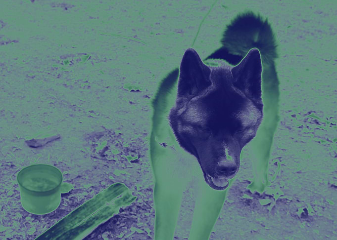 Akita Print