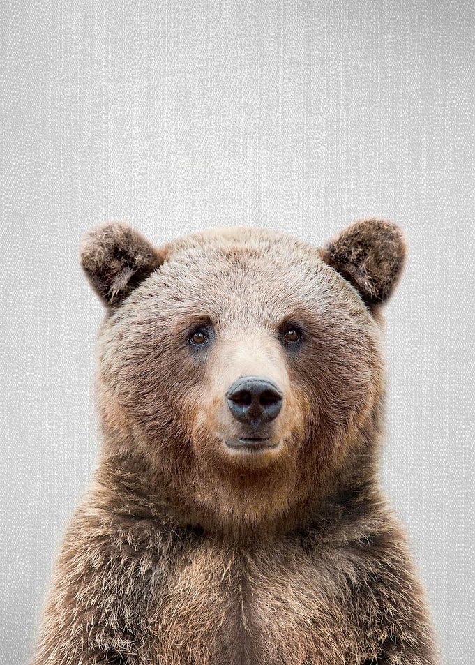 Grizzly Bear Colorful
