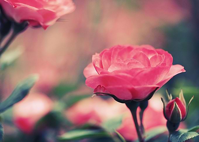 Elegant Rose