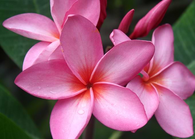 Pink Hawaiian Plumerias