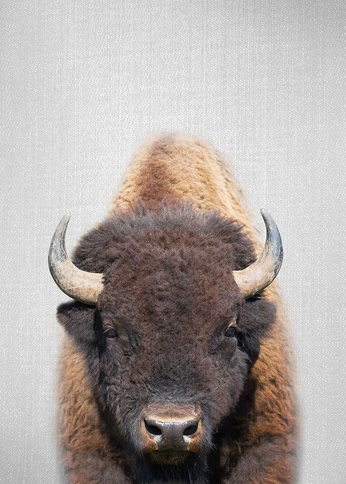 Buffalo Colorful