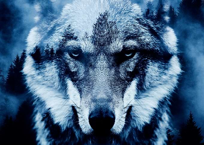 Wolf and Forest 4