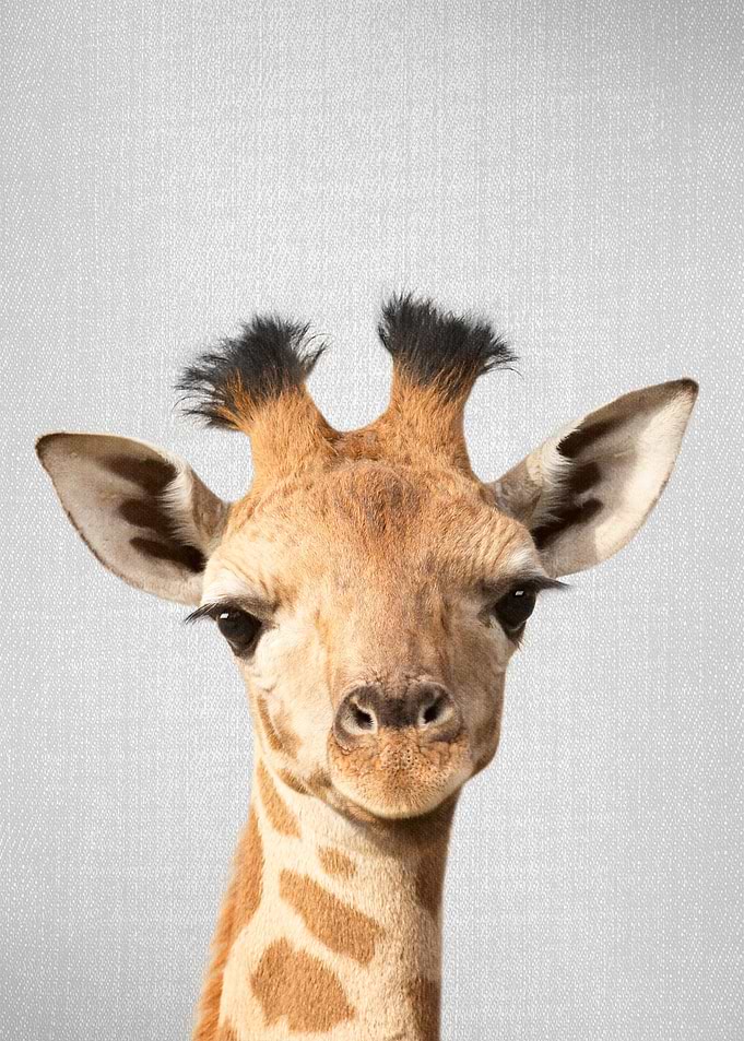 Baby Giraffe Colorful