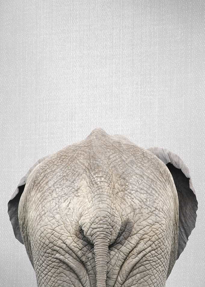 Elephant Tail Colorful