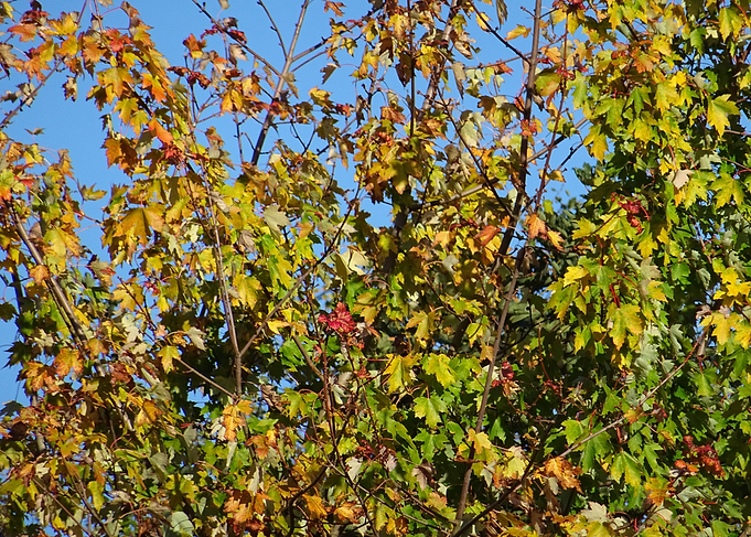 Autumn Leaves
