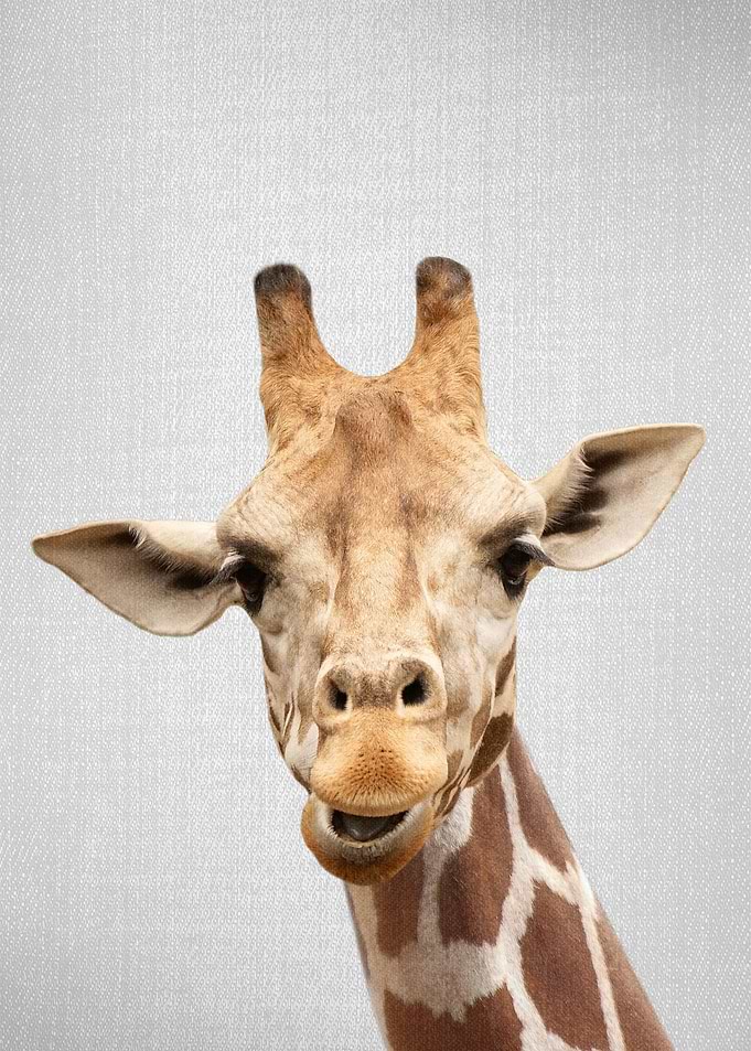 Giraffe Colorful