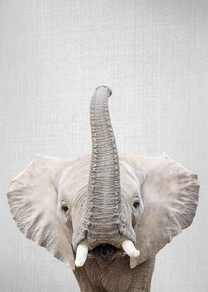 Elephant Colorful