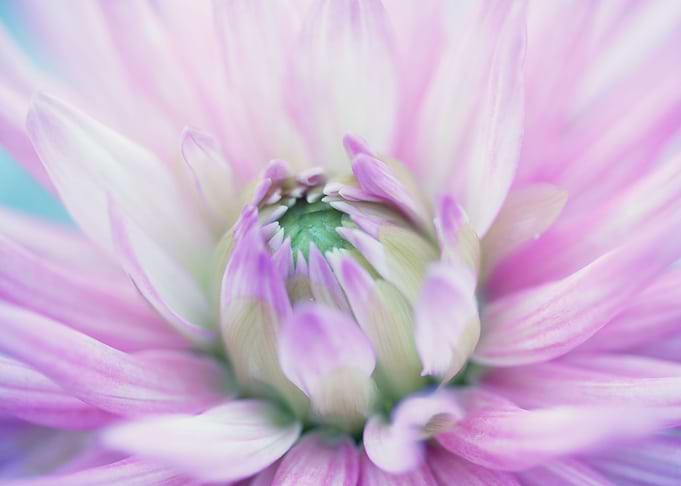 Dahlia