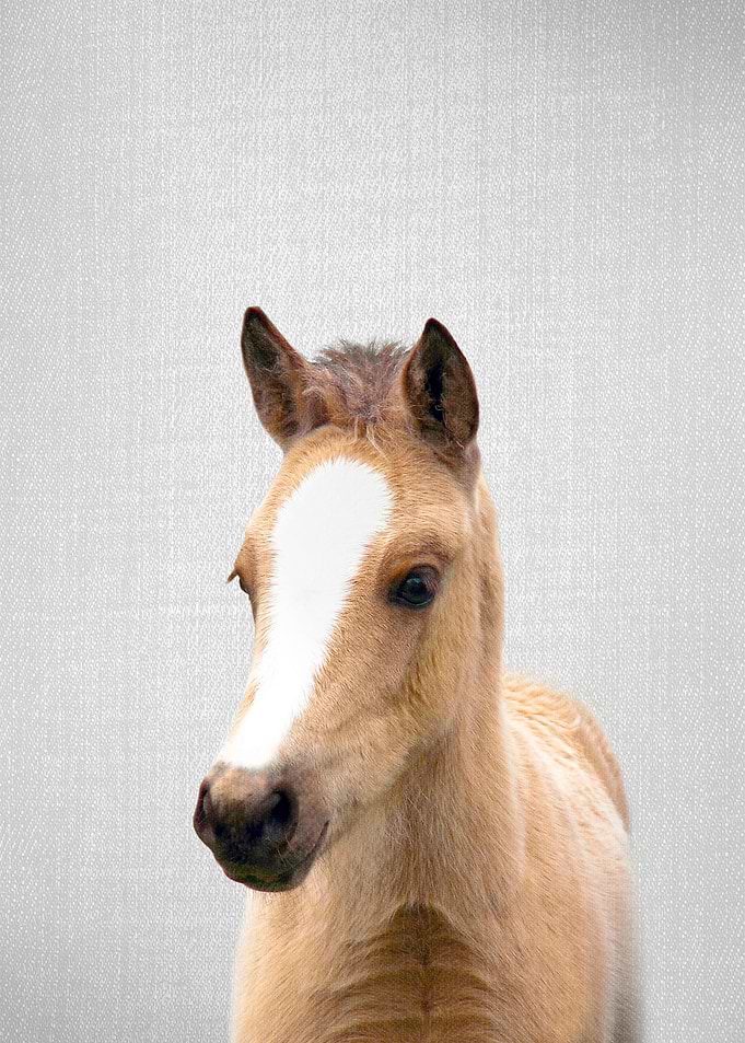 Baby Horse Colorful