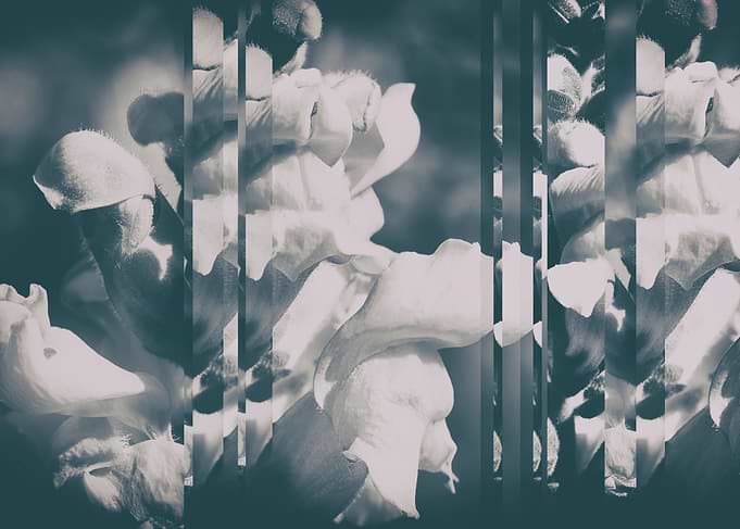 LUPINE