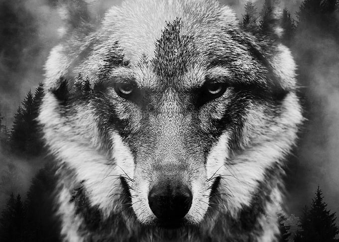 Wolf and Forest 3