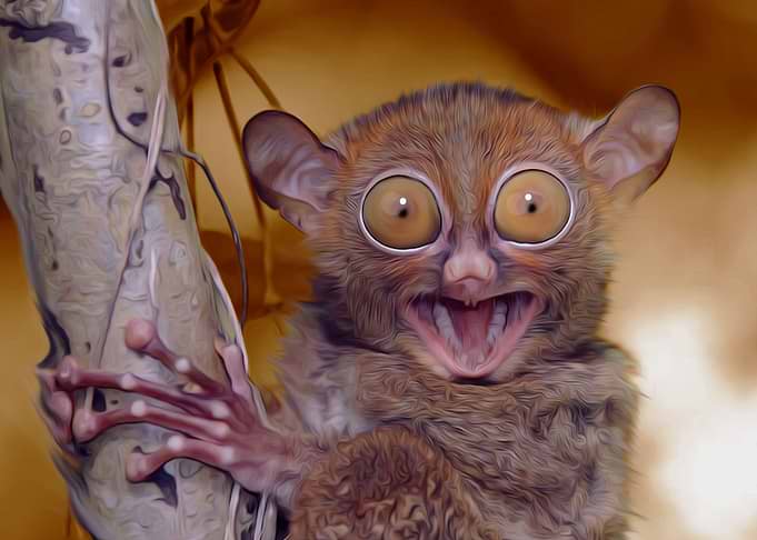 Philippine Tarsier