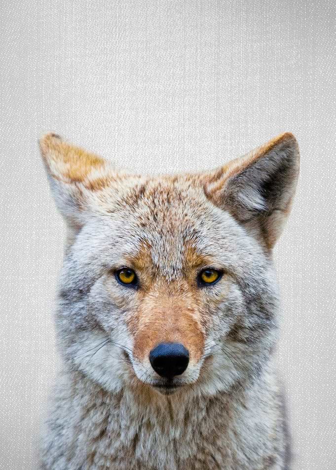 Coyote Colorful