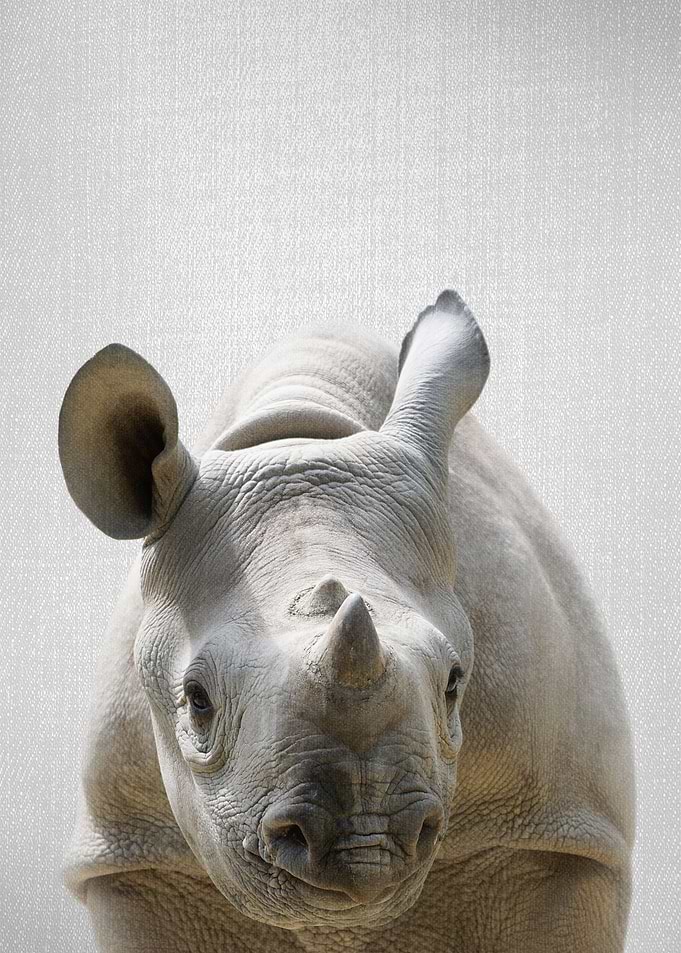 Baby Rhino Colorful