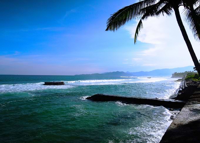 Palm and ocean