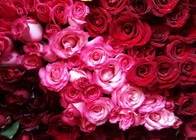 All my love