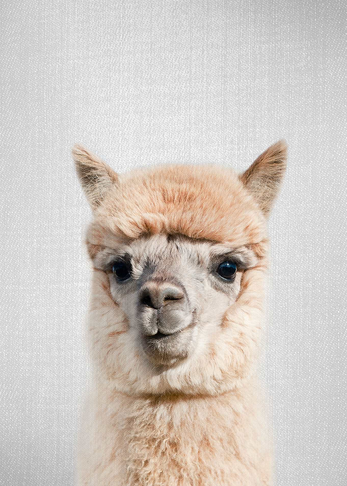 Alpaca Colorful