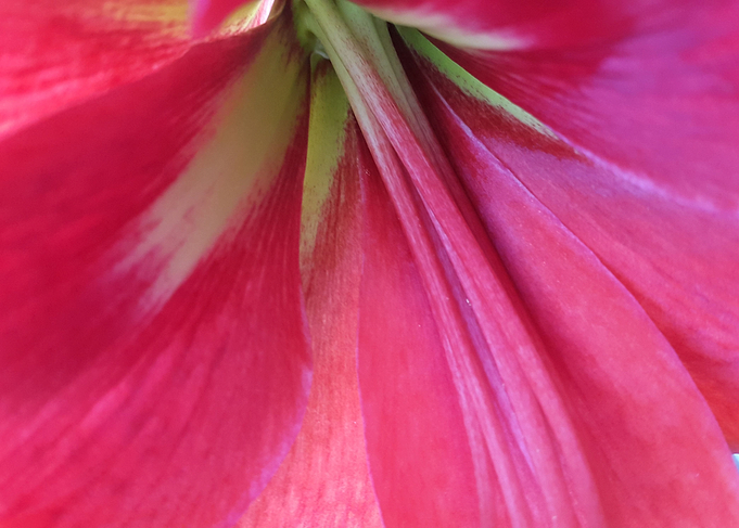 Flower in red