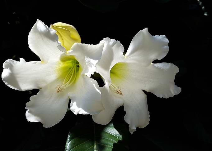 Morning flower
