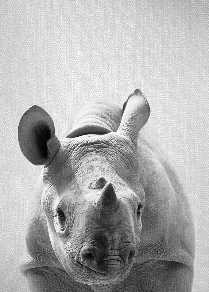 Baby Rhino BW