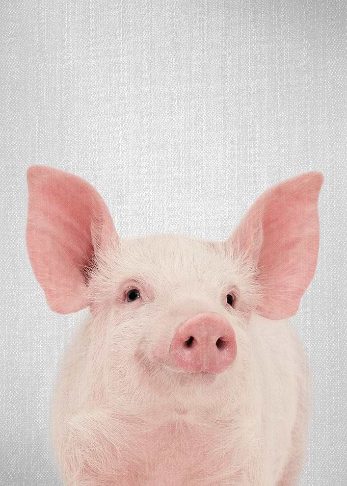 Pig Colorful