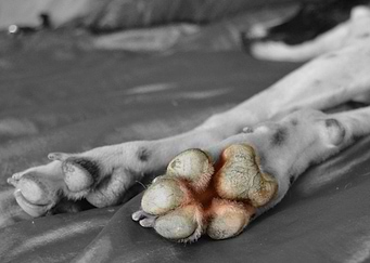 hound paws