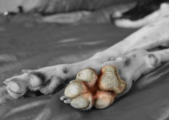 hound paws