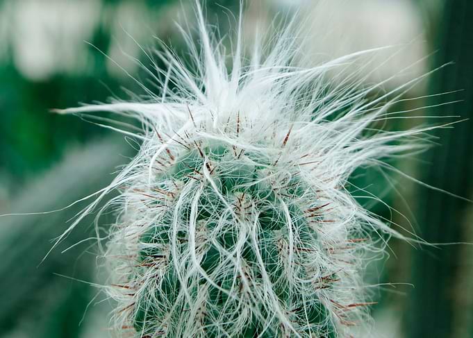 Cactus