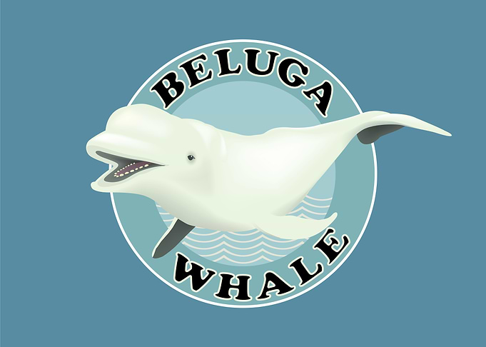 Beluga Whale