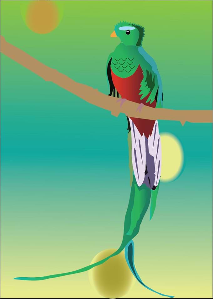 green blue bird