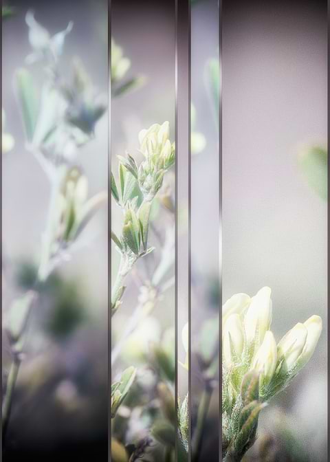 WILD GRASS