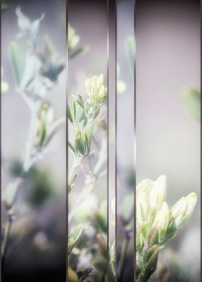 WILD GRASS