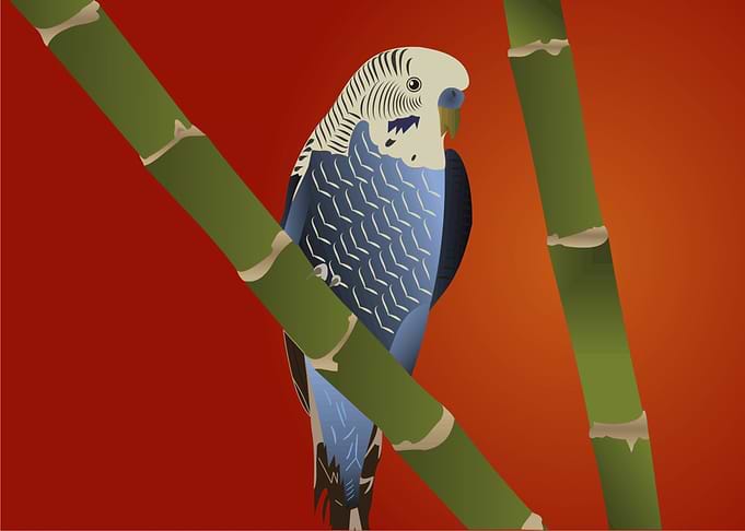 blue parrot