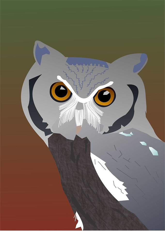 owl
