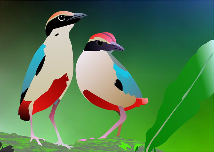 two birds