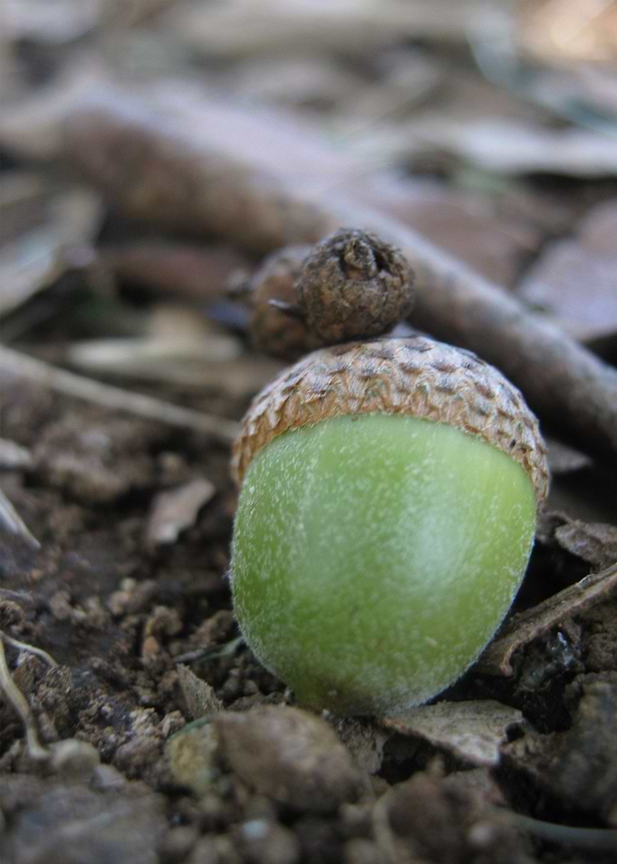 Acorn