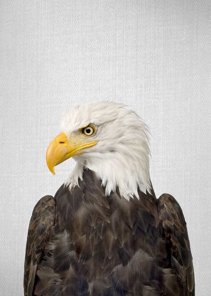 Eagle Colorful