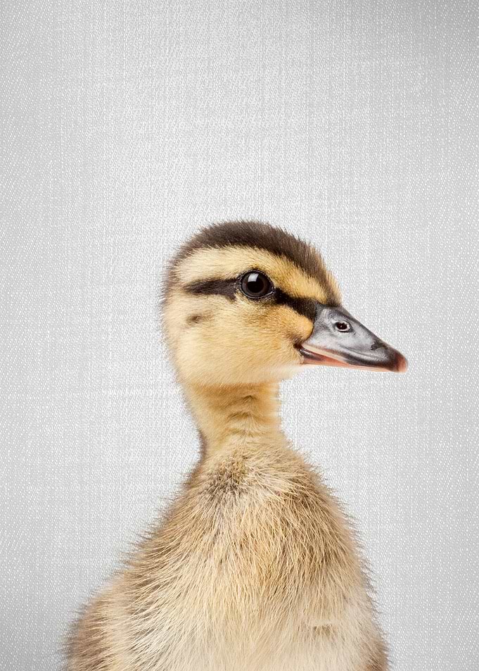 Duckling Colorful