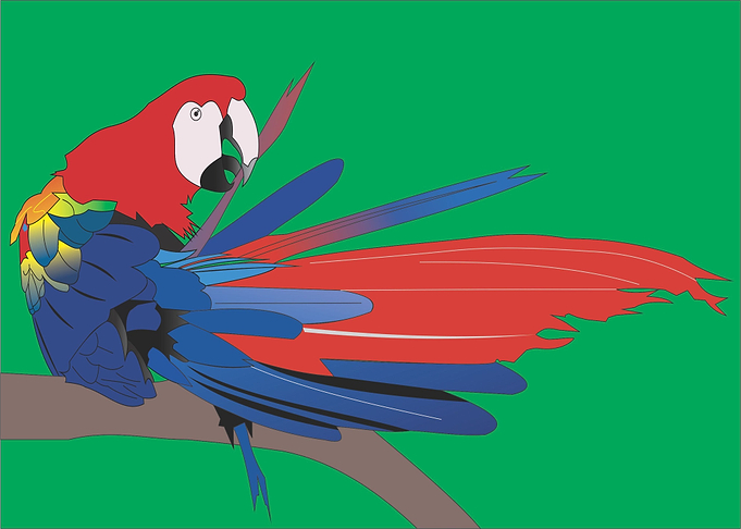 Macaw