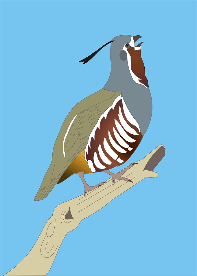 Pheasant