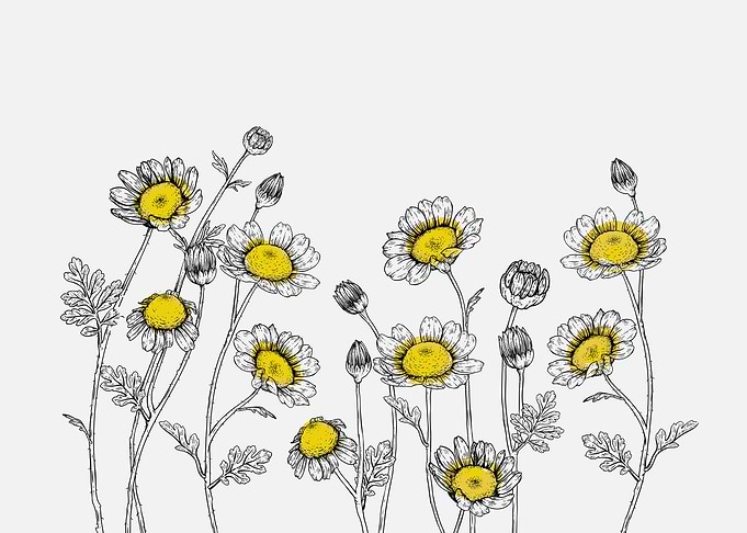 chamomile