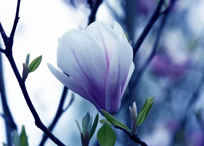 Blue Magnolia