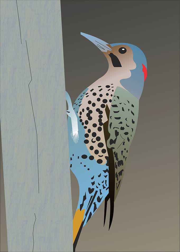 Male Northern Flicker