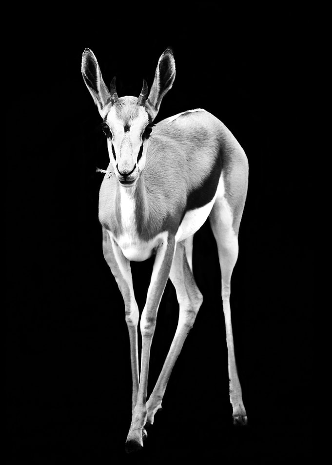 Springbuck